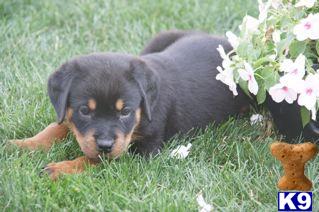 Rottweiler Puppies for Sale